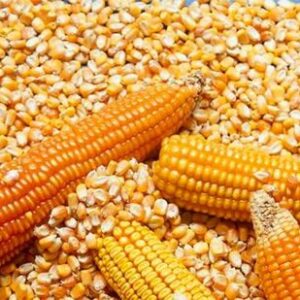 maize